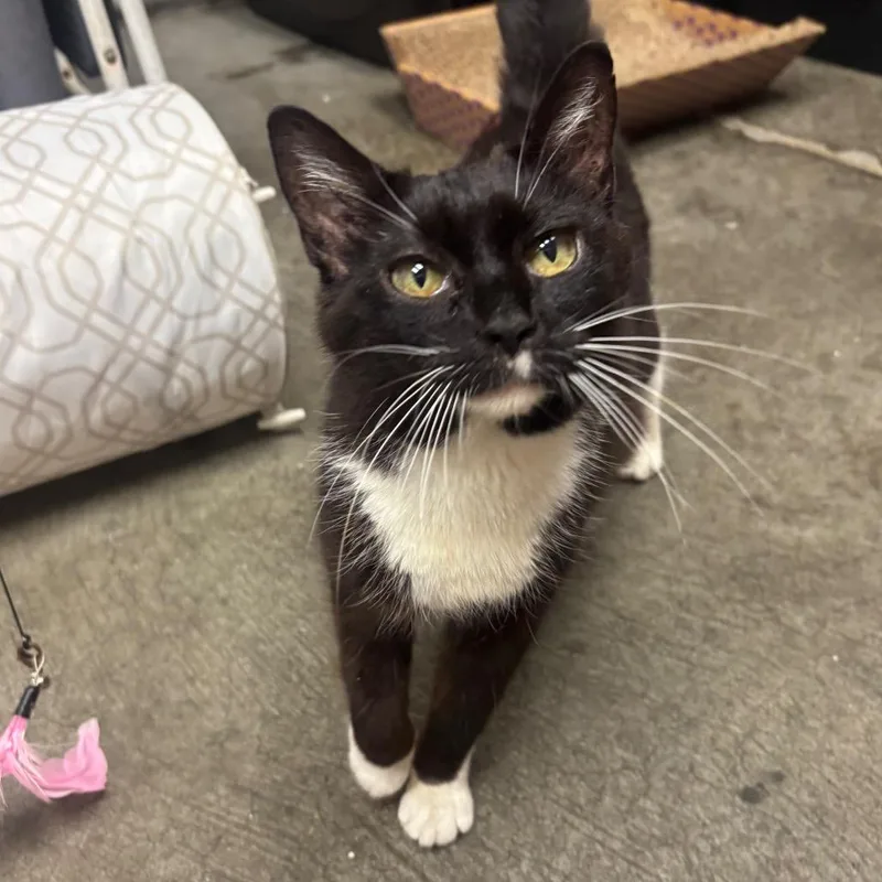 A senior small-sized female Domestic Short Hair cat named Nana for adoption in Waynesburg, PA
