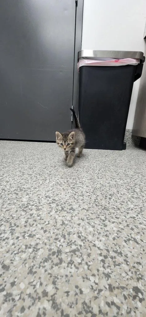 A baby small-sized female Domestic Short Hair cat named Linen for adoption in Van Wert, OH