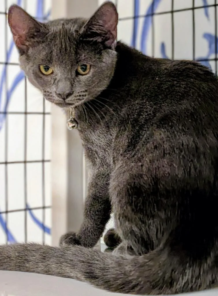 A baby small-sized female Domestic Short Hair cat named Ombre for adoption in St. Augustine, FL