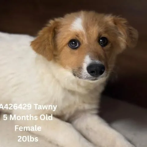 A baby small-sized female White / Cream Golden Retriever dog named Tawny for adoption in Tomah, WI