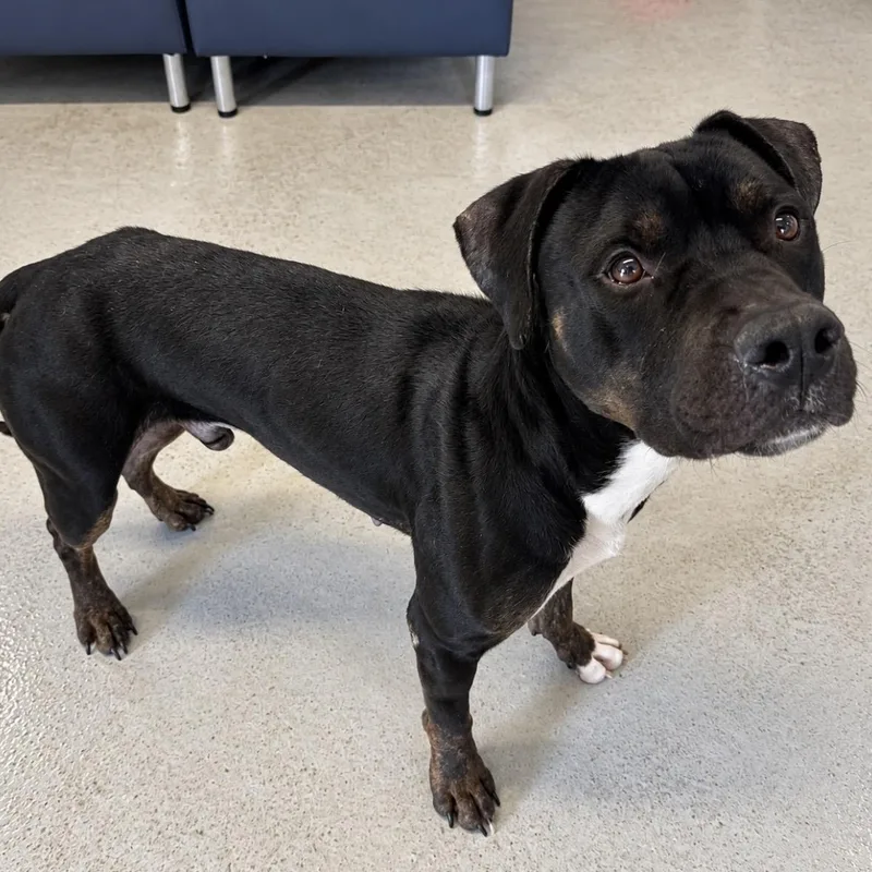 A young medium-sized male Pit Bull Terrier dog named Boy for adoption in Pelham, NH