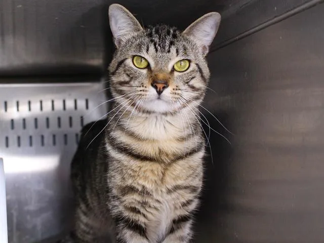 A young medium-sized male Domestic Short Hair cat named Petey for adoption in Tallahassee, FL
