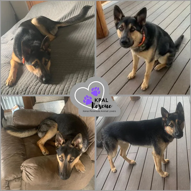 A young large-sized male Tricolor (Brown, Black, & White) German Shepherd Dog dog named Gunny for adoption in Kenai, AK