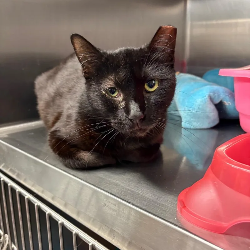 An adult large-sized female Black Domestic Short Hair cat named Sadie for adoption in Spokane, WA