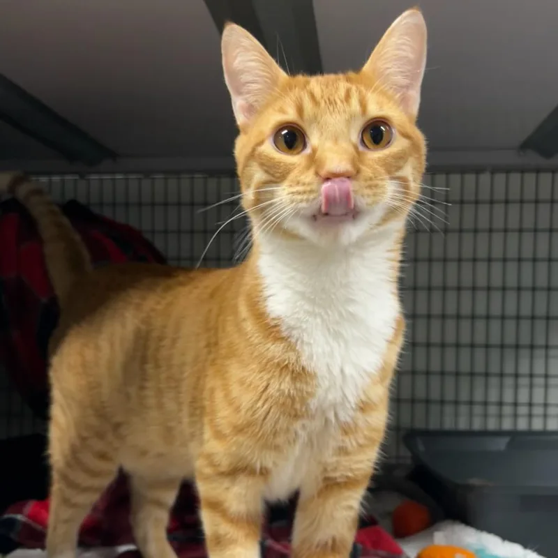 A young large-sized male Orange / Red Domestic Short Hair cat named Toe Bean for adoption in Waynesville, NC