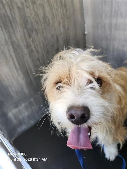 A young small-sized male Parson Russell Terrier dog named Suggar for adoption in San Antonio, TX