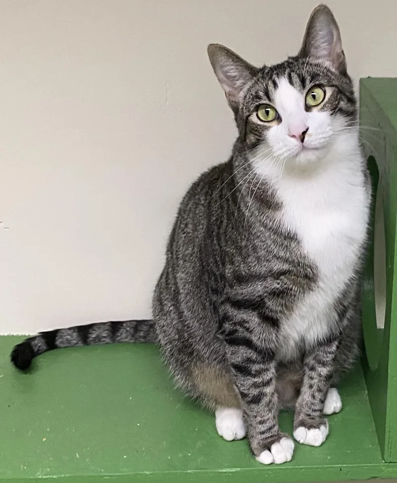 A young large-sized male Tabby (Gray / Blue / Silver) Domestic Short Hair cat named Shohei for adoption in Los Angeles, CA