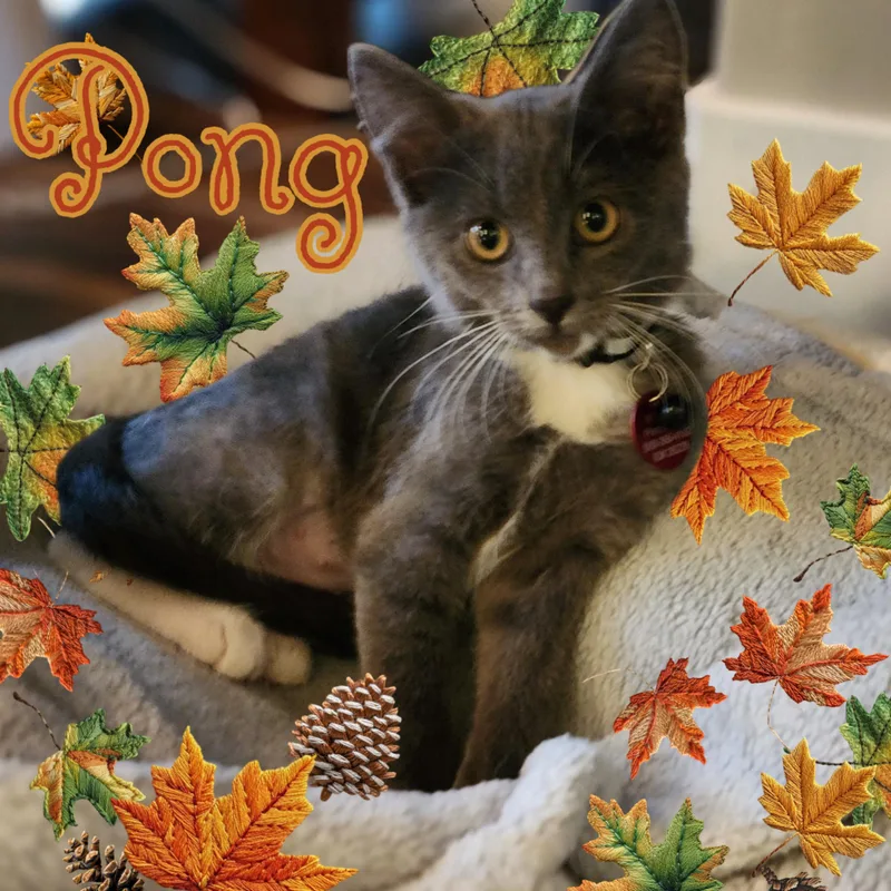 A baby medium-sized female Gray & White Domestic Short Hair cat named Pong for adoption in Pasco, WA