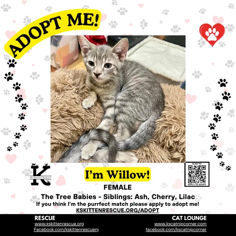 Willow