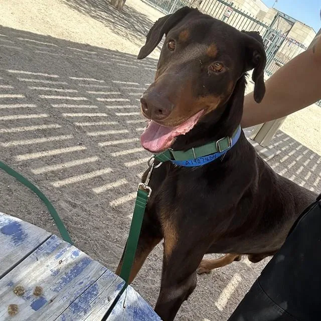 An adult large-sized male Doberman Pinscher dog named Elm for adoption in Thousand Palms, CA