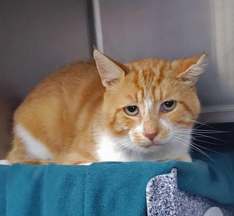 An adult medium-sized male Orange / Red Domestic Short Hair cat named Creamsicle for adoption in Plover, WI