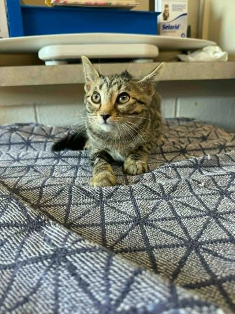 A baby medium-sized male Domestic Short Hair cat named Hink for adoption in Marion, OH