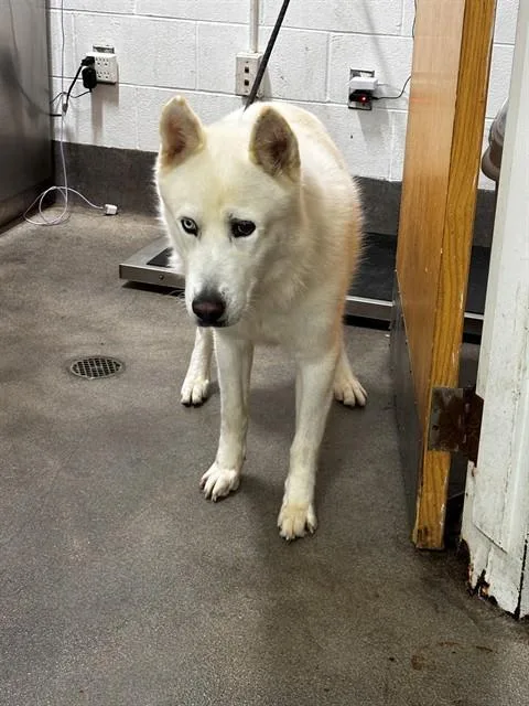 A young large-sized male Siberian Husky dog named Beacon for adoption in Upper Marlboro, MD