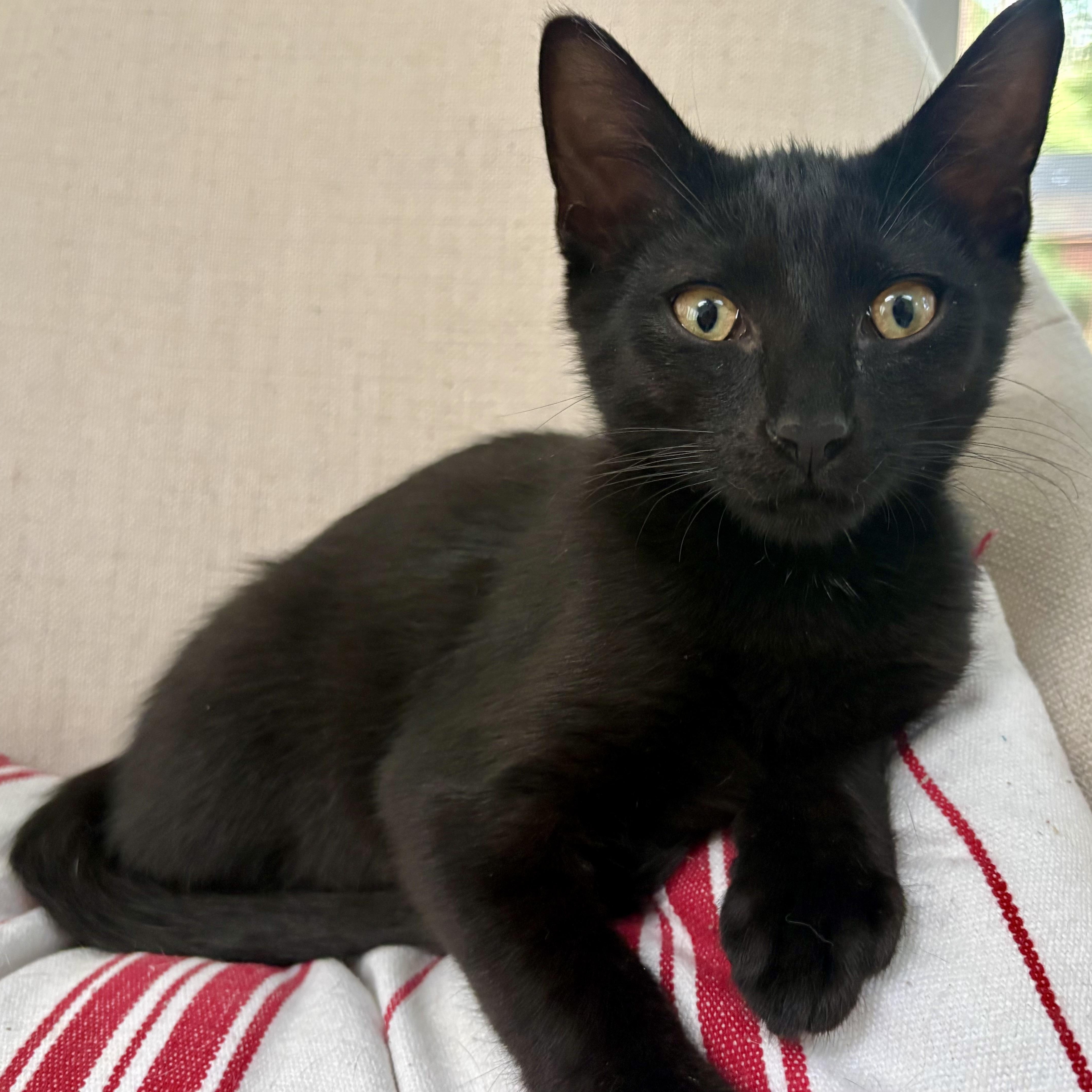 A baby small-sized male Black Domestic Short Hair cat named Dijon for adoption in Richmond, VA
