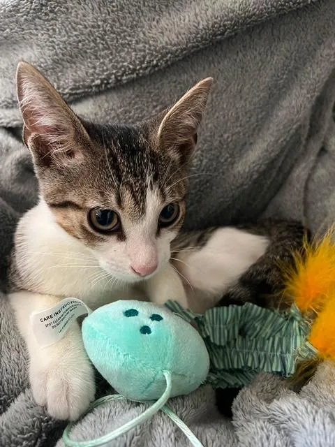 A baby medium-sized male Tabby (Gray / Blue / Silver) American Shorthair cat named Jack Flash for adoption in Homestead, FL