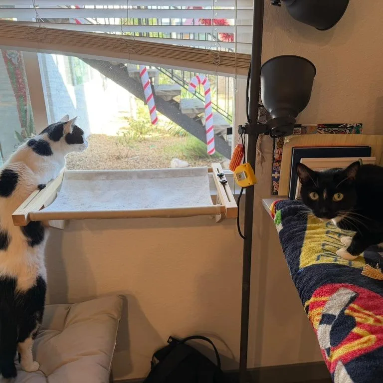 A senior small-sized male Black Domestic Short Hair cat named Alfredo for adoption in Brea, CA
