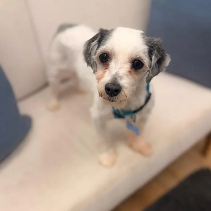 An adult small-sized male White / Cream Shih Tzu dog named Bundle for adoption in Chesapeake, VA
