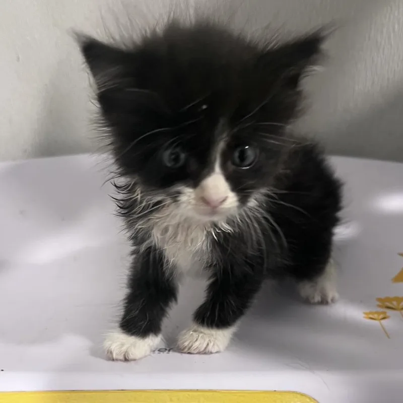 A baby small-sized male Black Domestic Short Hair cat named Tuxie for adoption in Tampa, FL
