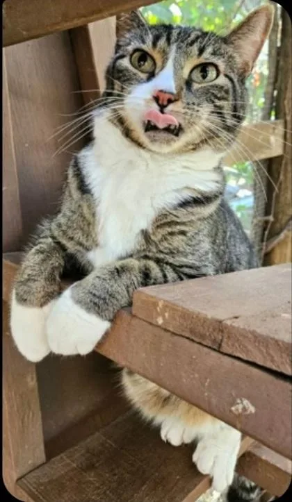 An adult medium-sized male Tabby (Brown / Chocolate) Domestic Short Hair cat named Milo for adoption in Warr Acres, OK