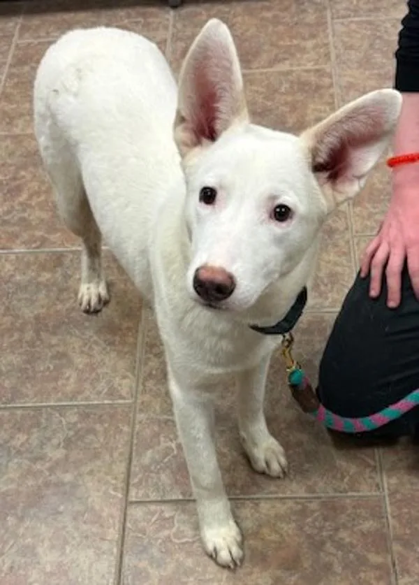 A young medium-sized male Shepherd dog named Dandy for adoption in Littleton, CO