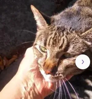 An adult large-sized male Domestic Short Hair cat named A for adoption in Tracy, CA