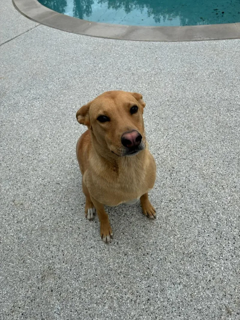 A young medium-sized male Yellow / Tan / Blond / Fawn Shepherd dog named Magnum Aka Corndog for adoption in Frazier Park, CA