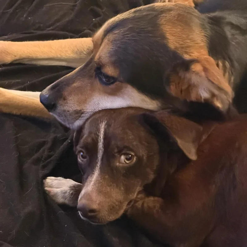 An adult small-sized male Brown / Chocolate Dachshund (Long Haired) dog named Gambit for adoption in Brownsville, TX