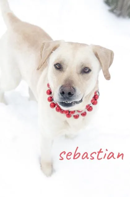 Sebastian