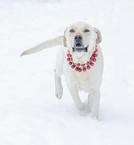 Sebastian thumbnail 2