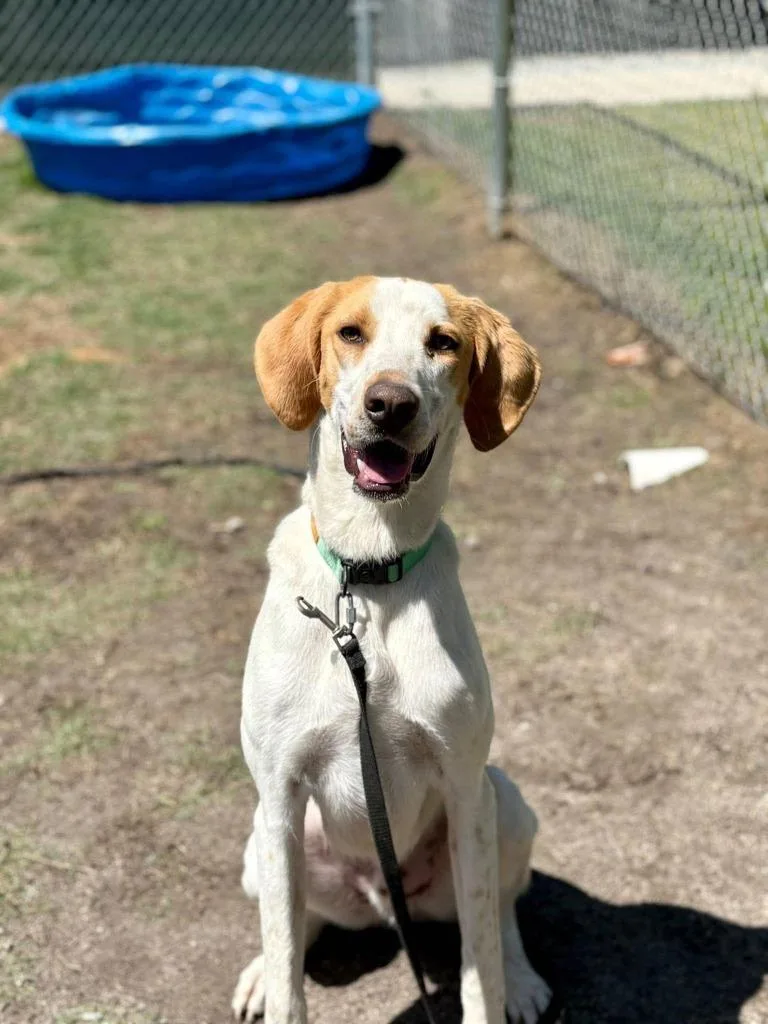 A young medium-sized male Hound dog named Sherman for adoption in New Bern, NC