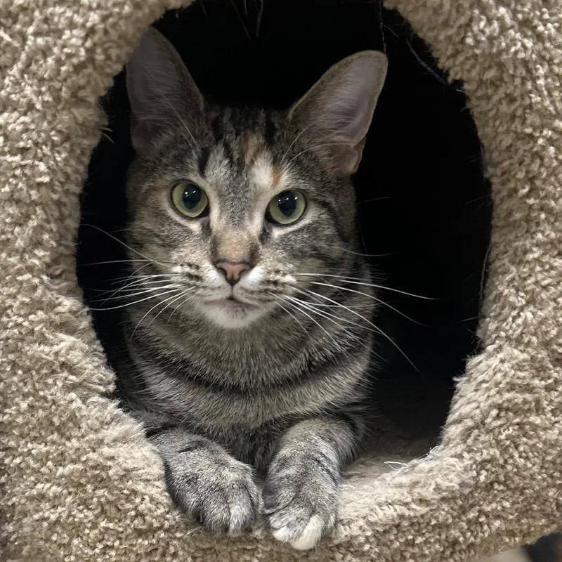 An adult medium-sized female Calico Domestic Short Hair cat named Apple Cider Donut for adoption in Wilmington, DE