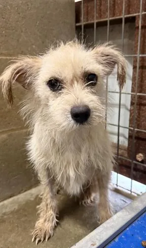 A baby small-sized female Yellow / Tan / Blond / Fawn Chinese Crested Dog dog named Trixie for adoption in Jackson, LA