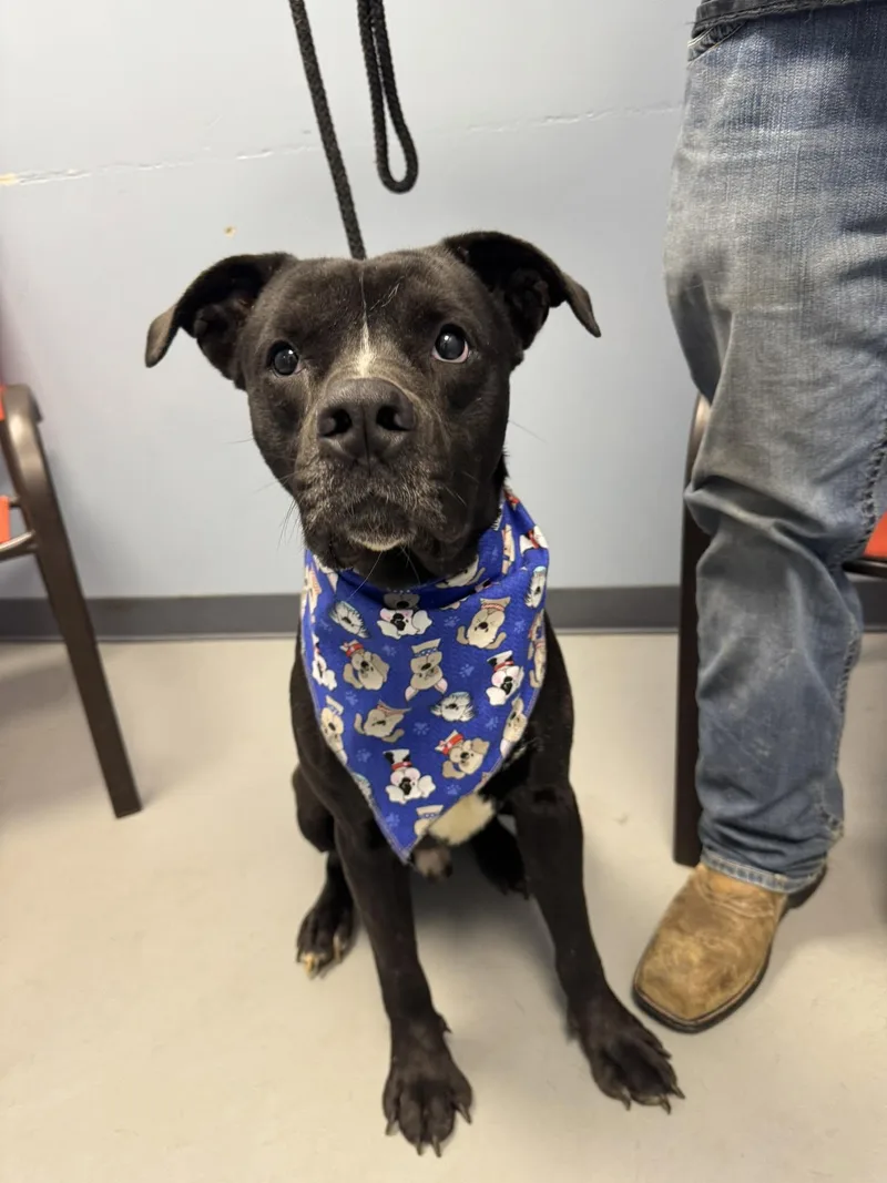 A young large-sized male Black Labrador Retriever dog named Elton John for adoption in Zanesville, OH