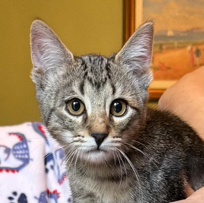 A baby small-sized female Tabby (Brown / Chocolate) Tabby cat named Talia Portofino Petsmart for adoption in Spring, TX