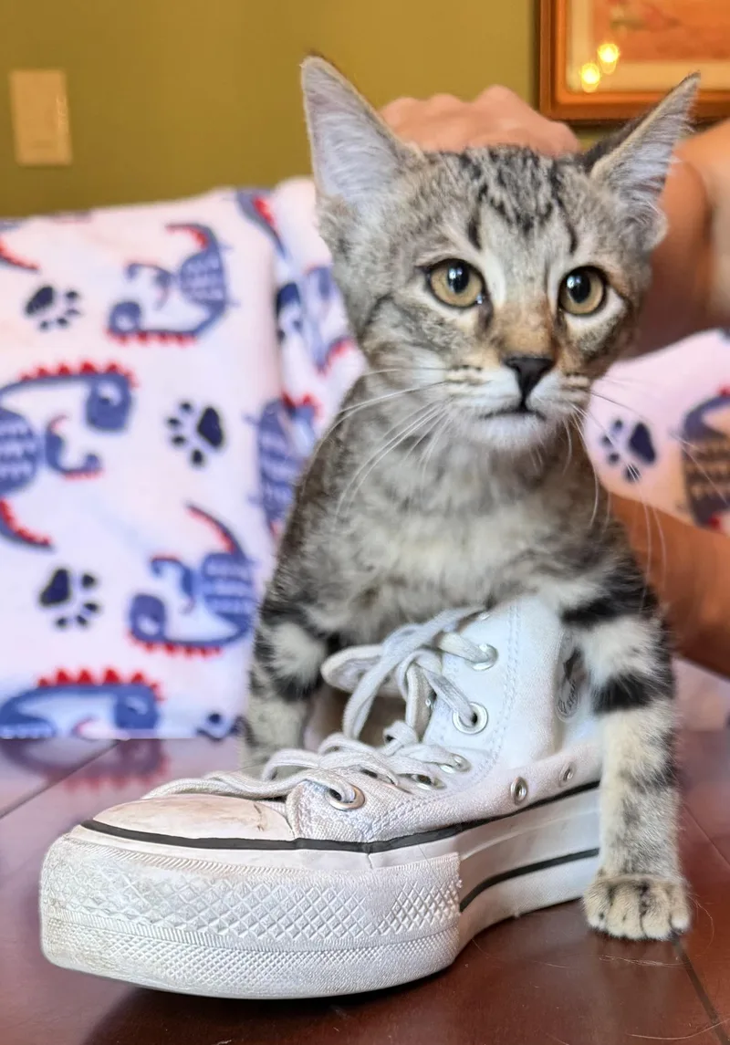Talia  Portofino Petsmart thumbnail 2