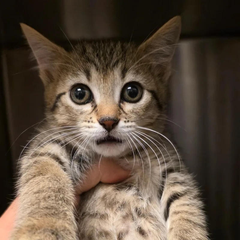 A baby small-sized female Brown / Chocolate Domestic Short Hair cat named Eleanor for adoption in Council Bluffs, IA