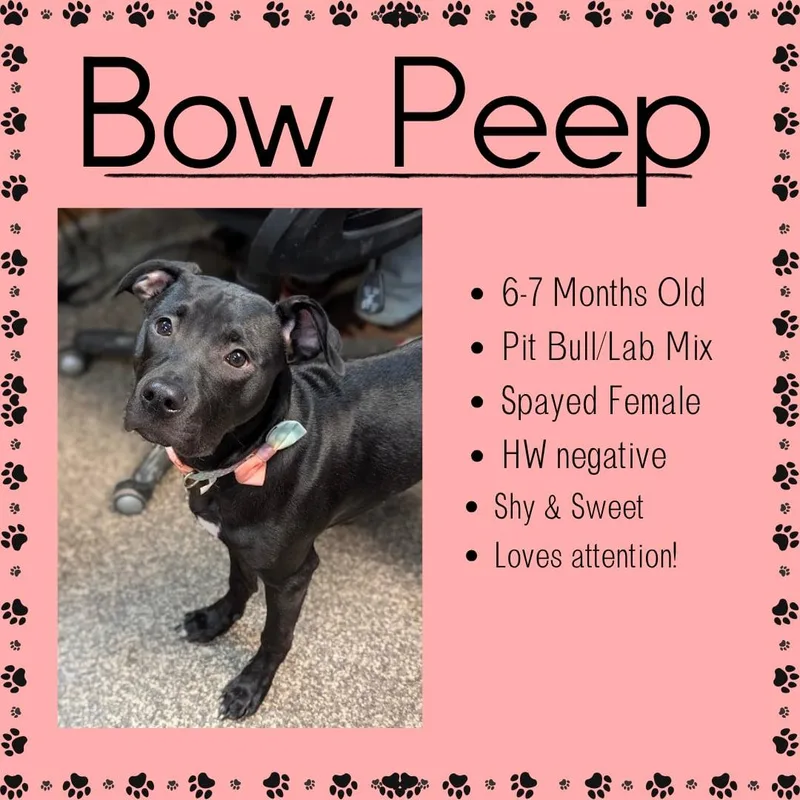 A young medium-sized female Black Pit Bull Terrier dog named Bow Peep for adoption in Junction City, KS