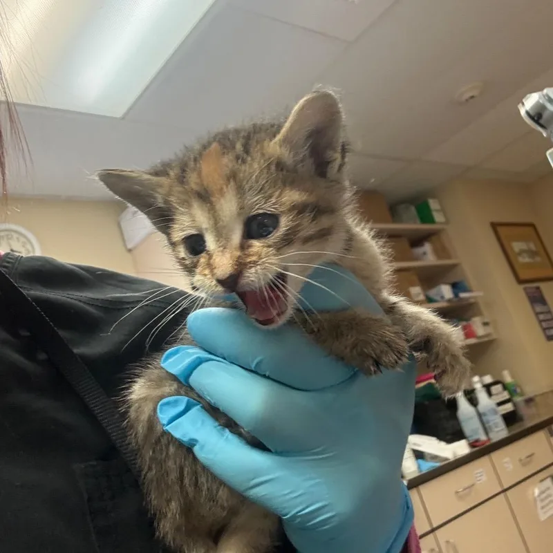 A baby small-sized female Brown / Chocolate Domestic Short Hair cat named Hollywood w Broadway for adoption in Flagstaff, AZ