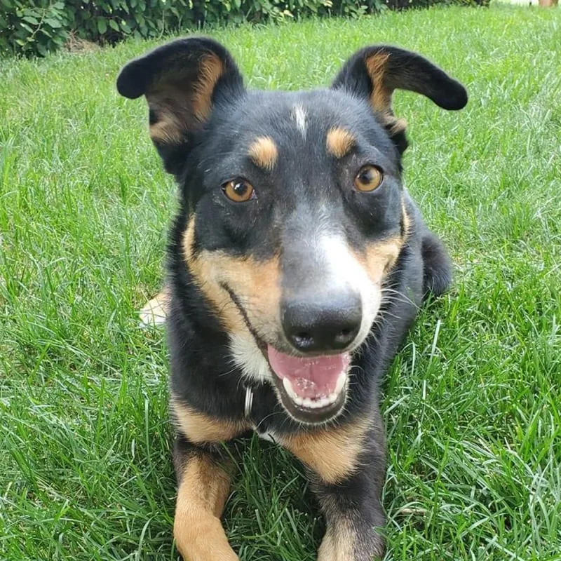 A senior small-sized female Black Australian Cattle Dog / Blue Heeler named May for adoption in Spanish Fork, UT