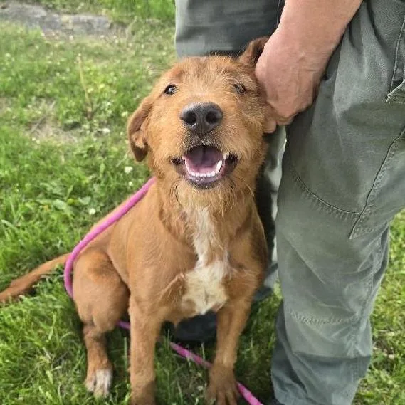 An adult medium-sized female Red / Chestnut / Orange Airedale Terrier dog named Ginger for adoption in Martinsburg, WV