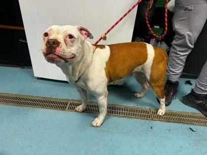 An adult medium-sized female Mixed Breed dog named Halen for adoption in Hobart, IN