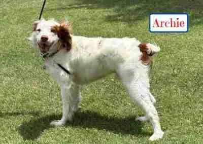 Archie