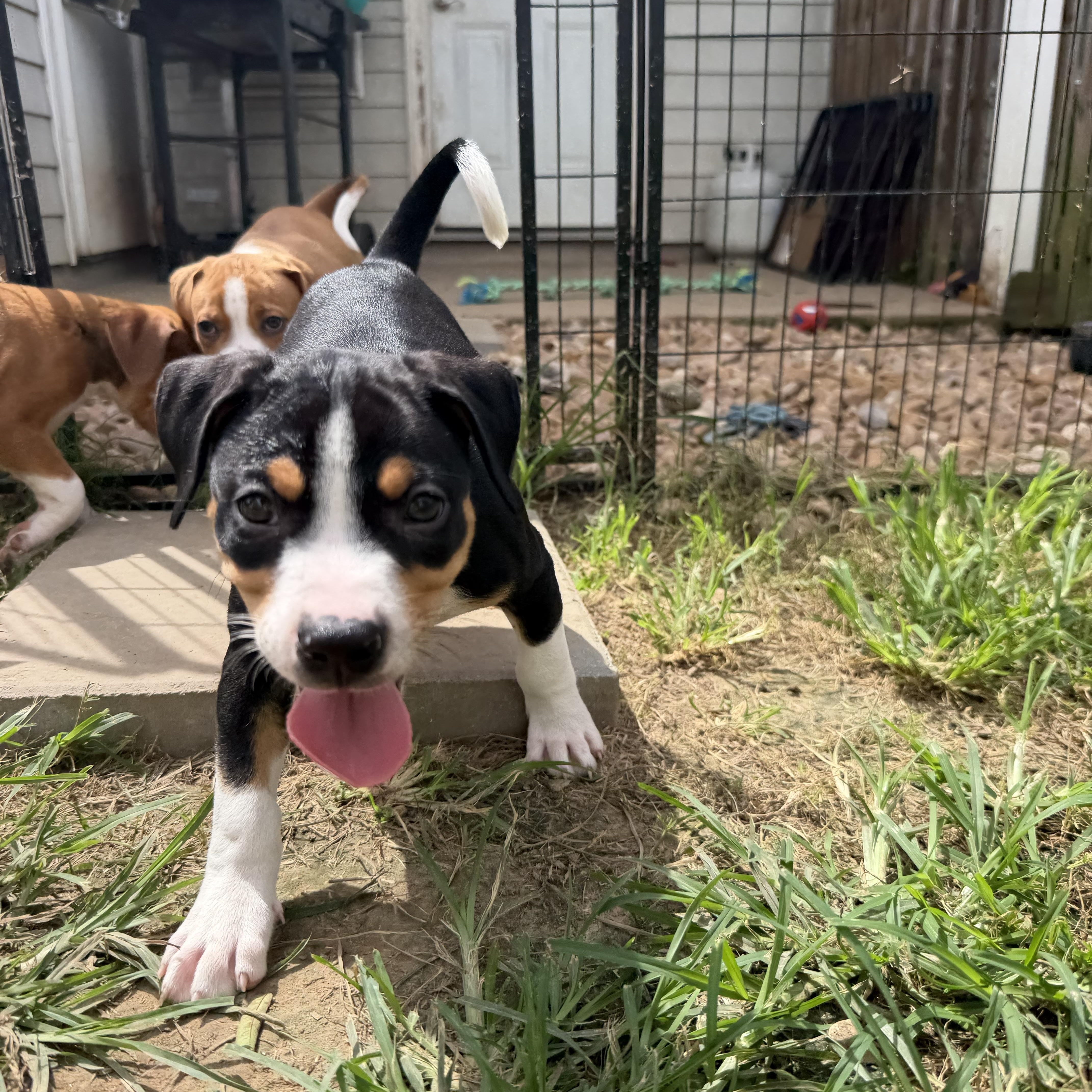 A young medium-sized male Tricolor (Brown, Black, & White) Hound dog named Ruckus for adoption in Grafton, MA