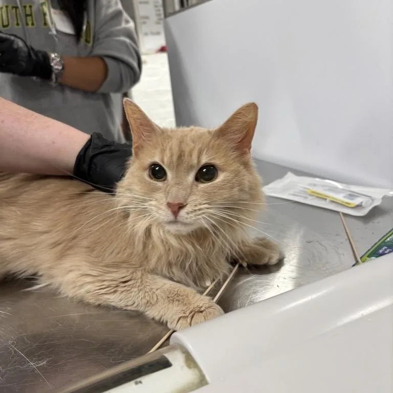 A senior medium-sized female Domestic Medium Hair cat named Cappuccino for adoption in New York, NY