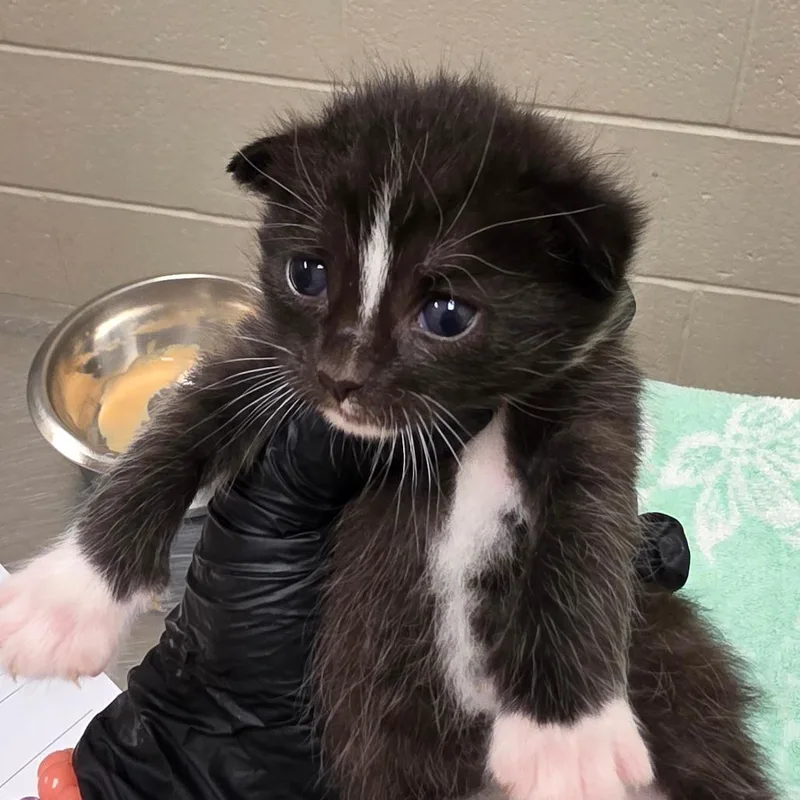 A baby small-sized female Black Domestic Short Hair cat named Maggie for adoption in Bristol, IN