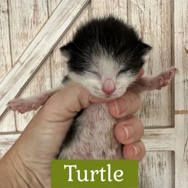 A baby small-sized female White Domestic Short Hair cat named Turtle for adoption in Westminster, CA