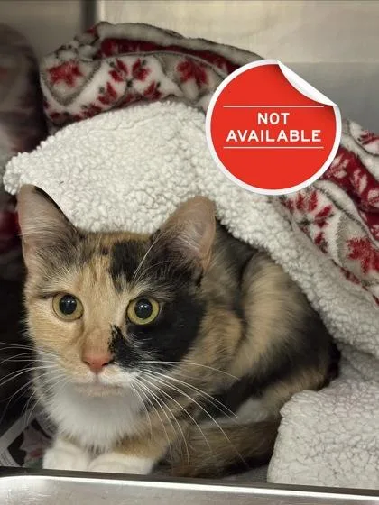 An adult medium-sized female Domestic Long Hair cat named Mercedes for adoption in Lowell, MA