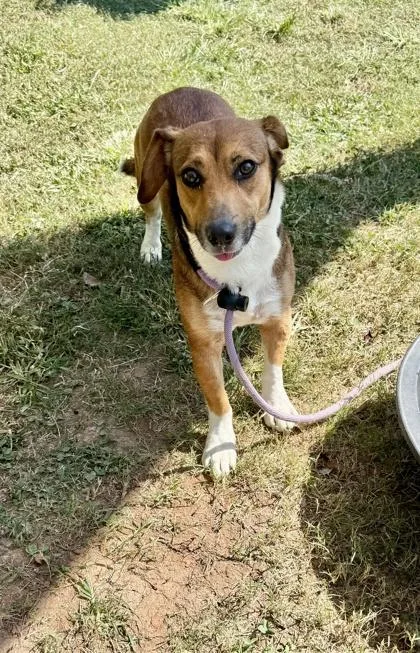 An adult medium-sized female Mixed Breed dog named Normie for adoption in Chamblee, GA