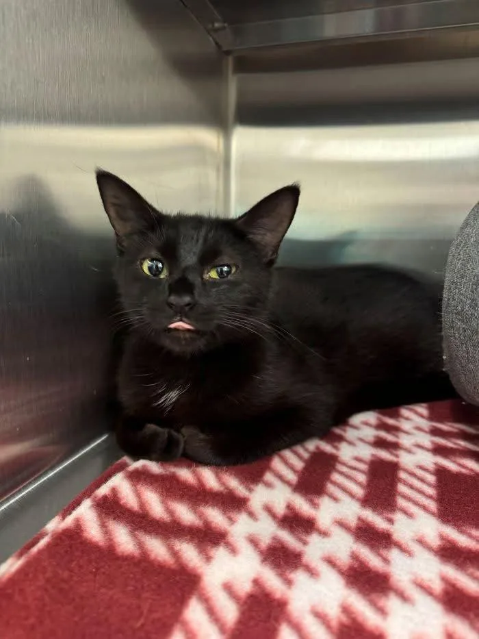 A baby medium-sized female Black Domestic Short Hair cat named Sheila for adoption in Hilton Head Island, SC