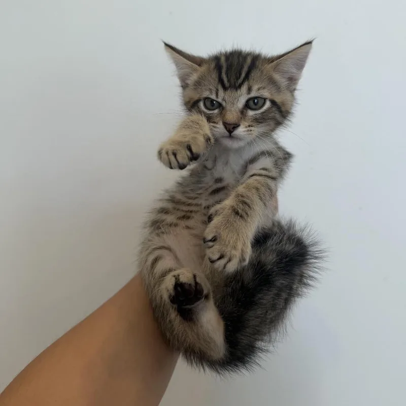 A baby medium-sized male Tabby (Brown / Chocolate) Domestic Short Hair cat named Cutlet for adoption in Chattanooga, TN